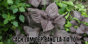Cách Làm Đẹp Bằng Lá Tía Tô